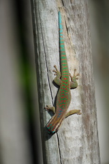Phelsuma ornata