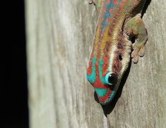 Phelsuma ornata