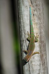 Phelsuma ornata