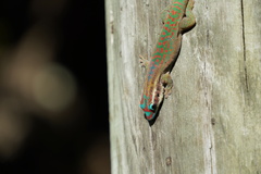 Phelsuma ornata