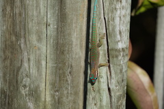 Phelsuma ornata