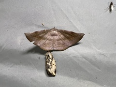 Sarcinodes yaeyamana