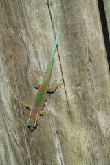Phelsuma ornata