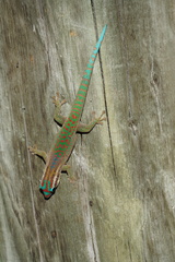 Phelsuma ornata