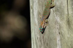 Phelsuma ornata
