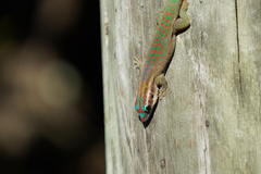 Phelsuma ornata