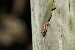 Phelsuma ornata