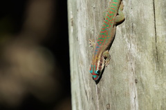 Phelsuma ornata