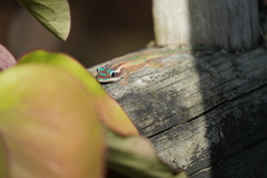 Phelsuma ornata