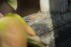 Phelsuma ornata