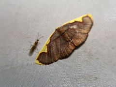 Nothomiza flavicosta