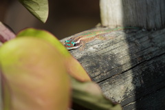 Phelsuma ornata
