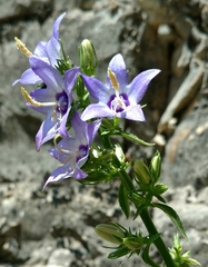 Campanula versicolor