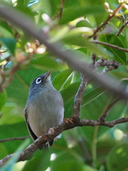 Zosterops chloronothos