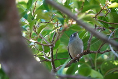 Zosterops chloronothos