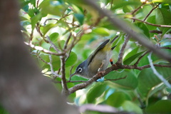 Zosterops chloronothos