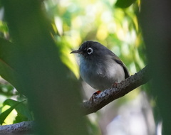 Zosterops chloronothos