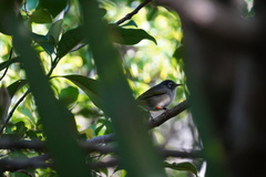 Zosterops chloronothos