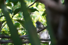 Zosterops chloronothos