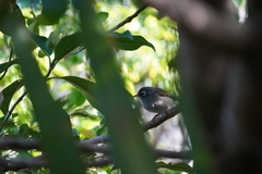 Zosterops chloronothos