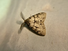 Lymantria sinica sinica