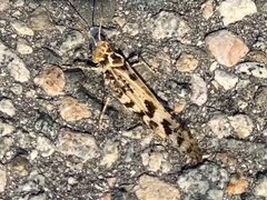 Dissosteira spurcata