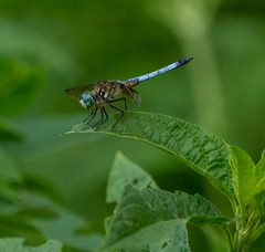 Pachydiplax longipennis