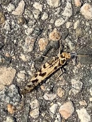 Dissosteira spurcata