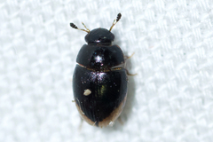 Cercyon praetextatus