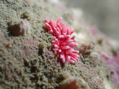 Okenia hiroi