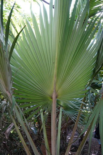 Latania loddigesii image