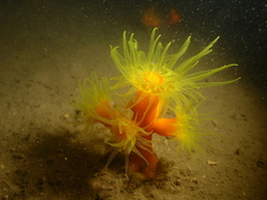 Dendrophyllia arbuscula