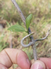 Tricalysia