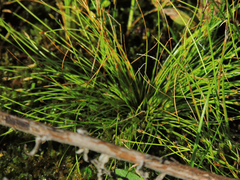 Eleocharis intermedia
