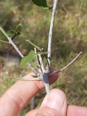 Tricalysia