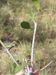 Tricalysia