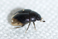 Cercyon praetextatus