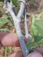 Tricalysia