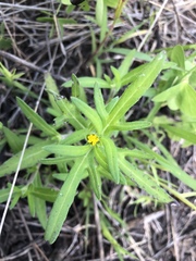 Melampodium sericeum