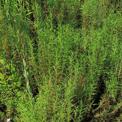 Epilobium leptophyllum
