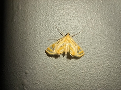 Eristena bifurcalis