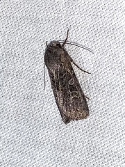 Abagrotis scopeops