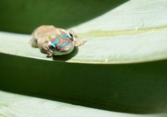 Phelsuma ornata