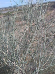 Psorothamnus scoparius