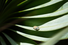 Phelsuma ornata