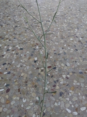 Psorothamnus scoparius