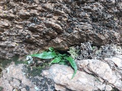 Asplenium ruprechtii