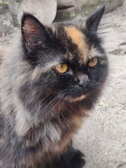 Felis catus