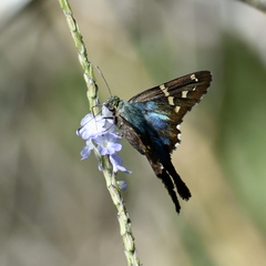 Urbanus proteus domingo