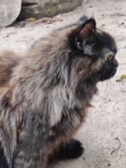 Felis catus